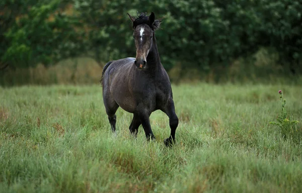 Lipizzan — Photo