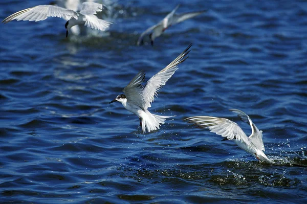 Sterne Pierregarin sterna hirundo — Stock fotografie