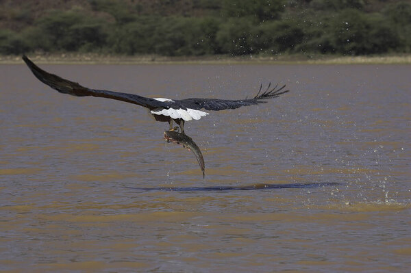 AIGLE PECHEUR D 'AFRIQUE haliaeetus vocifer

