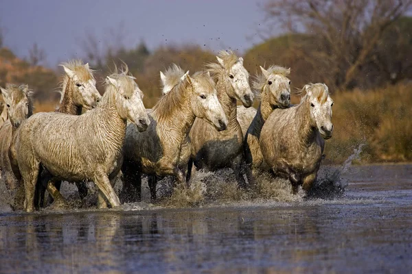 CAMARGUAIS — Stock Photo, Image