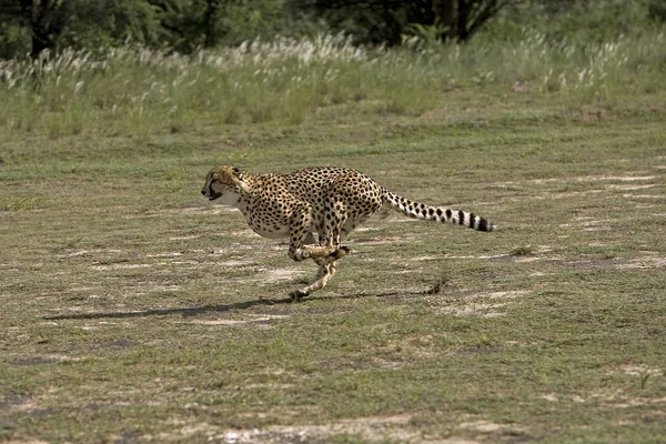 Guepard acinonyx jubatus — Stock Fotó