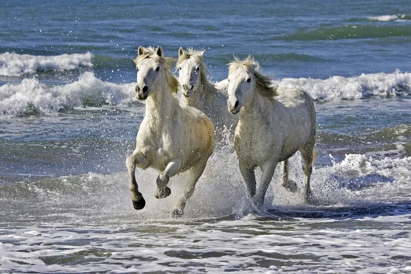 Camarguais — Stok fotoğraf