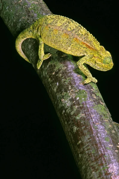 Cameleon D'Elliot chamaeleo ellioti — 图库照片