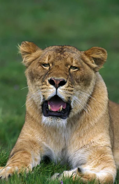 LION D 'AFRIQUE panthera leo — Fotografia de Stock