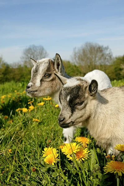 Chevre Naine capra hircus — Foto Stock