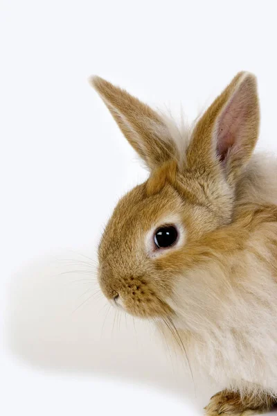 Lapin Nain Ordförande — Stockfoto