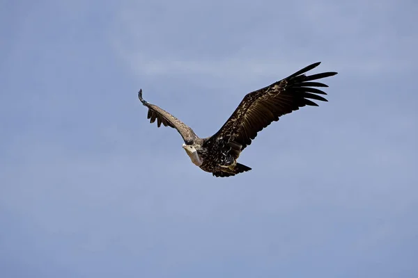 Vautour De Ruppell gyps rueppelli — Foto de Stock