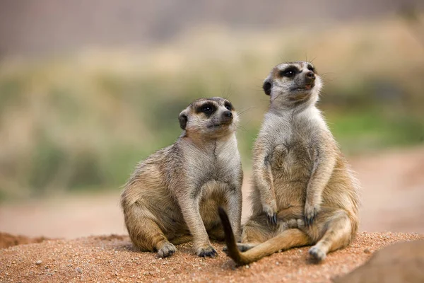 SURICATE suricatta — стоковое фото