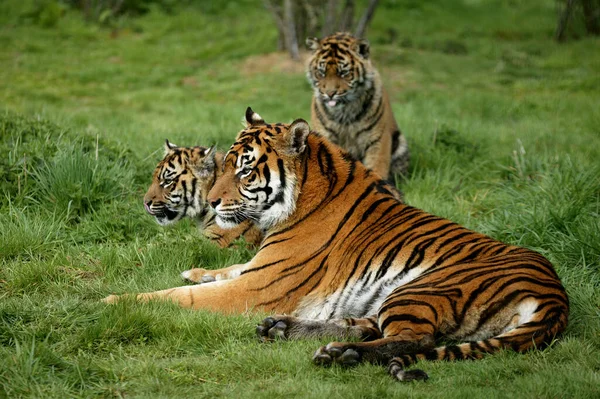 Tigre De Sumatra panthera tigris sumatrae — Zdjęcie stockowe