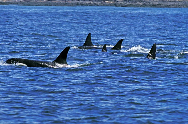 Orque Epaulard orcinus orca — Stockfoto