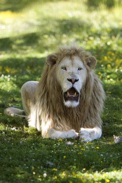 Leeuw Blanc panthera leo krugensis — Stockfoto