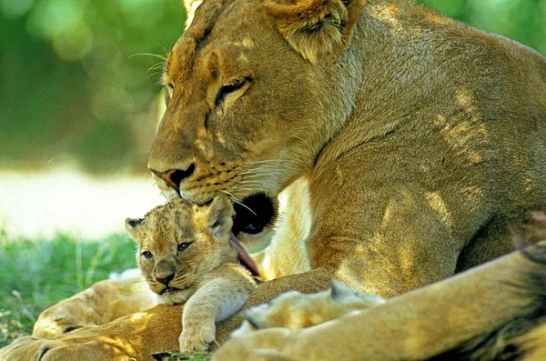 LION D 'AFRIQUE panthera leo — стоковое фото