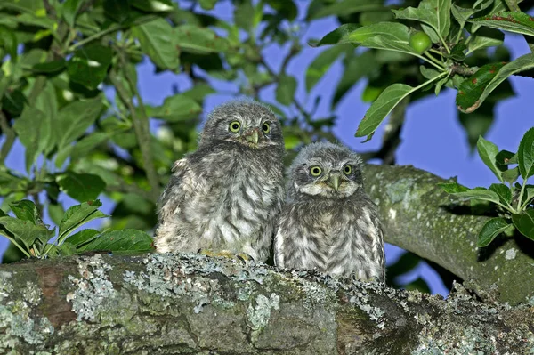 Chouette Cheveche athene noctua — Foto de Stock