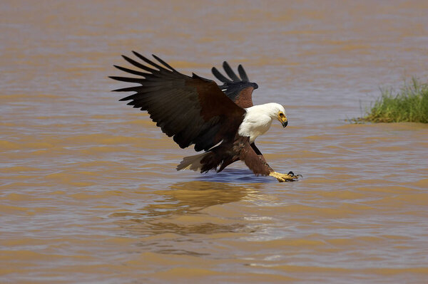 AIGLE PECHEUR D 'AFRIQUE haliaeetus vocifer
