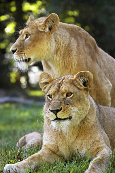 Löwe des afrikanischen Panthera leo — Stockfoto