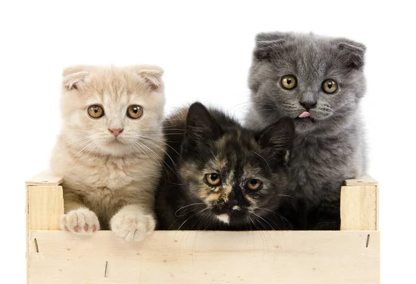 SCOTTISH FOLD BLEU — Stock Photo, Image