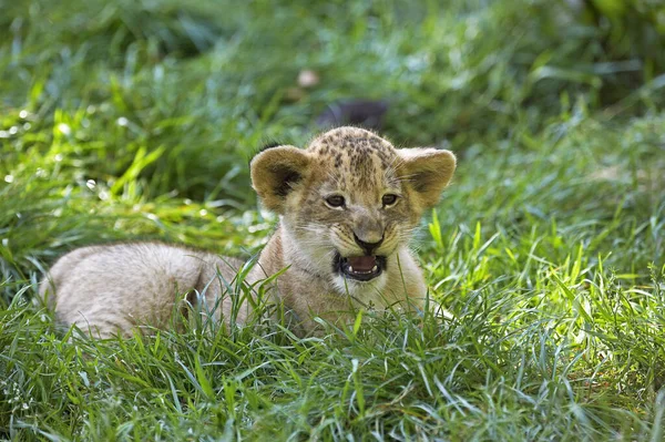 LION D 'AFRIQUE pantera leo — Foto de Stock