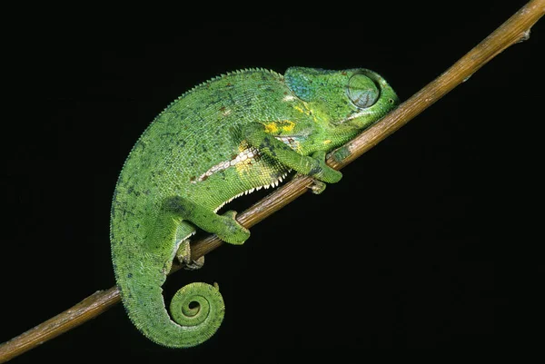 Cameleon A Cape chamaeleo dilepis — Stok fotoğraf