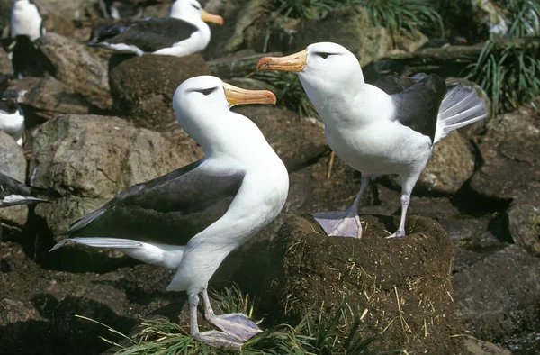 Albatros A Sourcils Noirs diomedea melanophris — стокове фото