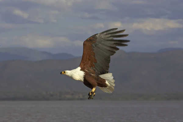 Aigle Pecheur D 'Afrique haliaeetus vocifer — Stok fotoğraf