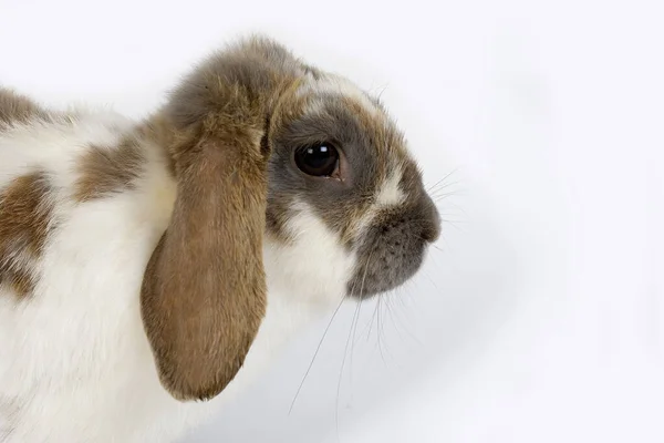 LAPIN BELIER — Stock Photo, Image