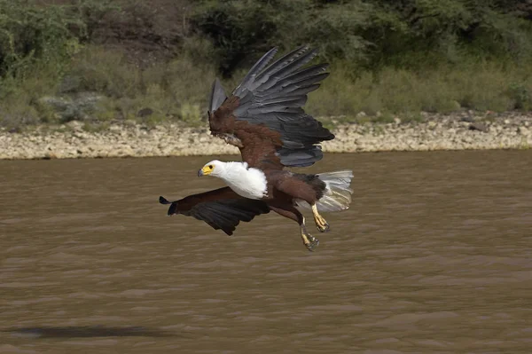 Aigle Pecheur D 'Afrique haliaeetus vocifer — Stock fotografie