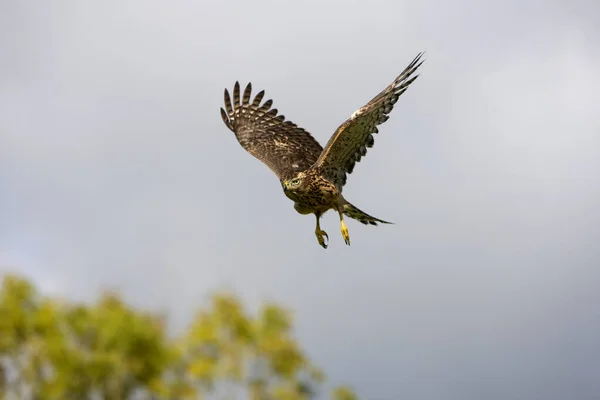 Autour Des Palombes accipiter gentilis — Fotografia de Stock