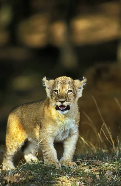 Lew D 'Afrique panthera leo — Zdjęcie stockowe