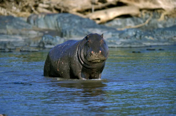 Su aygırı hipopotam amfibik amfibik. — Stok fotoğraf