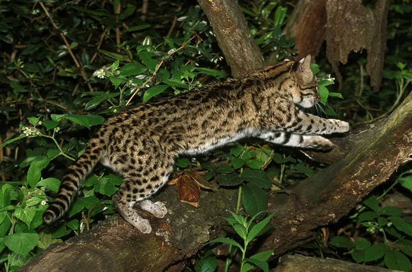 Oncille leopardus tigrinus — Foto Stock