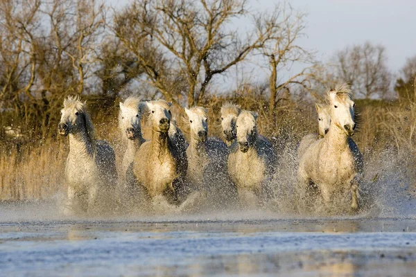 Camarguais — Stock fotografie