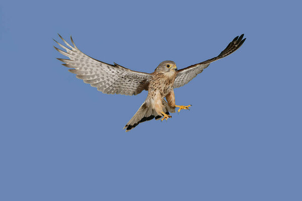 FAUCON CRECERELLE falco tinnunculus