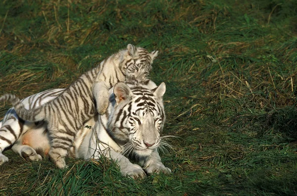 Tigre Blanc panthera tigris — Stock fotografie