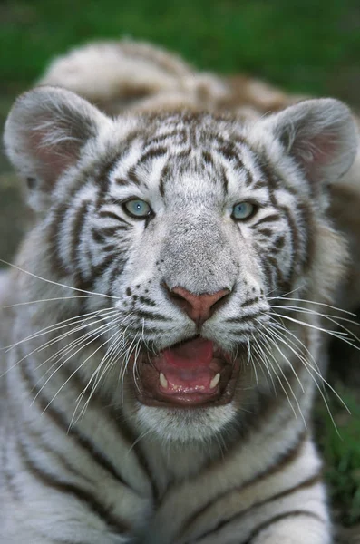 ティグル・ブラン｜panthera tigris — ストック写真