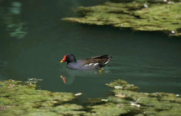 POULE D 'EAU gallinula chloropus — стоковое фото