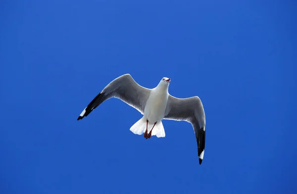 GOELAND AUSTRAL larus pacificus — Stock Photo, Image