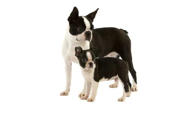 Boston terrier — Stockfoto