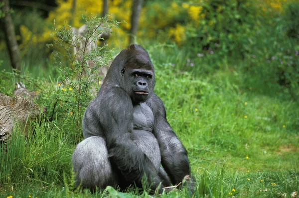 GORILLE DE PLAINE gorilla graueri — стоковое фото