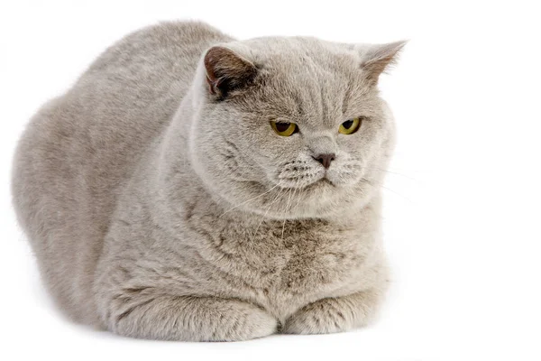 British Shorthair Lilac — Φωτογραφία Αρχείου