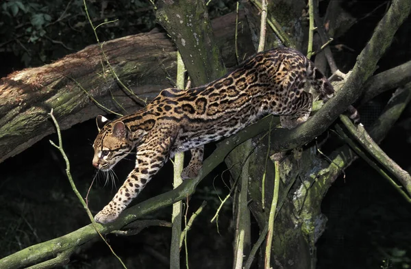 Jaguatirica Leopardus Pardalis — Fotografia de Stock