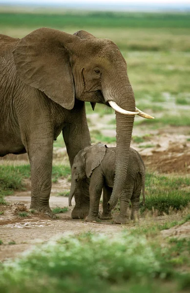 ELEFANTE D 'AFRIQUE loxodonta africana —  Fotos de Stock