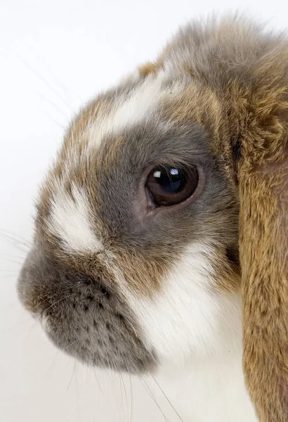 Lapin Belier Przewodniczący — Zdjęcie stockowe