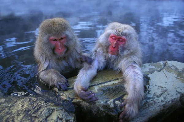 Macaque Du Japon macaca fuscata — Fotografia de Stock