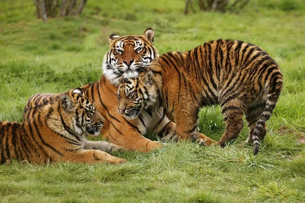 Tigre De Sumatra tigris panthera sumatrae — Fotografia de Stock