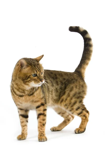 Bengal Kahverengisi Benekli Tabby — Stok fotoğraf