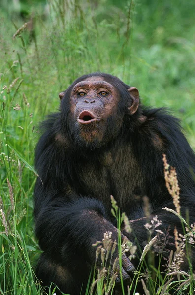 Chimpanze pan troglodytes — Fotografia de Stock