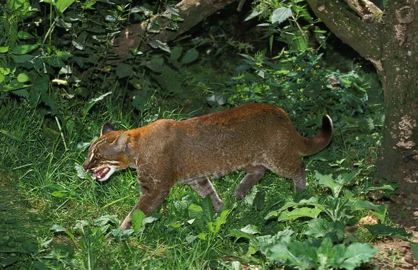 Chat Dore D 'Asie catopuma temmincki — Stockfoto