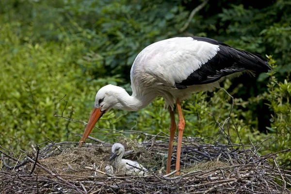 CIGOGNE BLANCHE ciconia ciconia — Stock Photo, Image