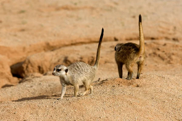 Suricate suricata suricatta — Stock fotografie