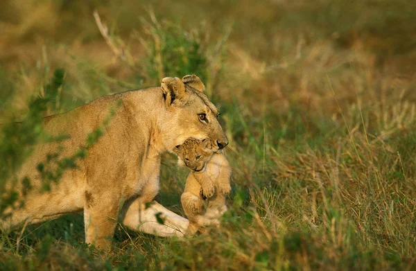 Leeuw D 'Afrique panthera leo — Stockfoto